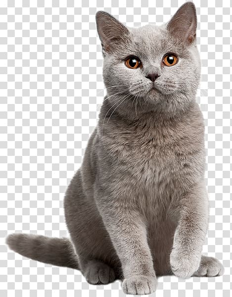 British Shorthair Persian cat Norwegian Forest cat American Shorthair Kitten, kitten transparent background PNG clipart