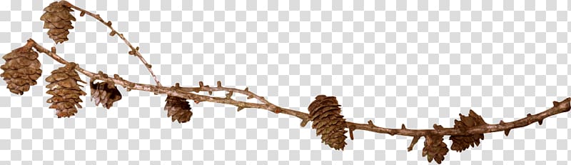 Conifer cone Spruce , dead tree transparent background PNG clipart