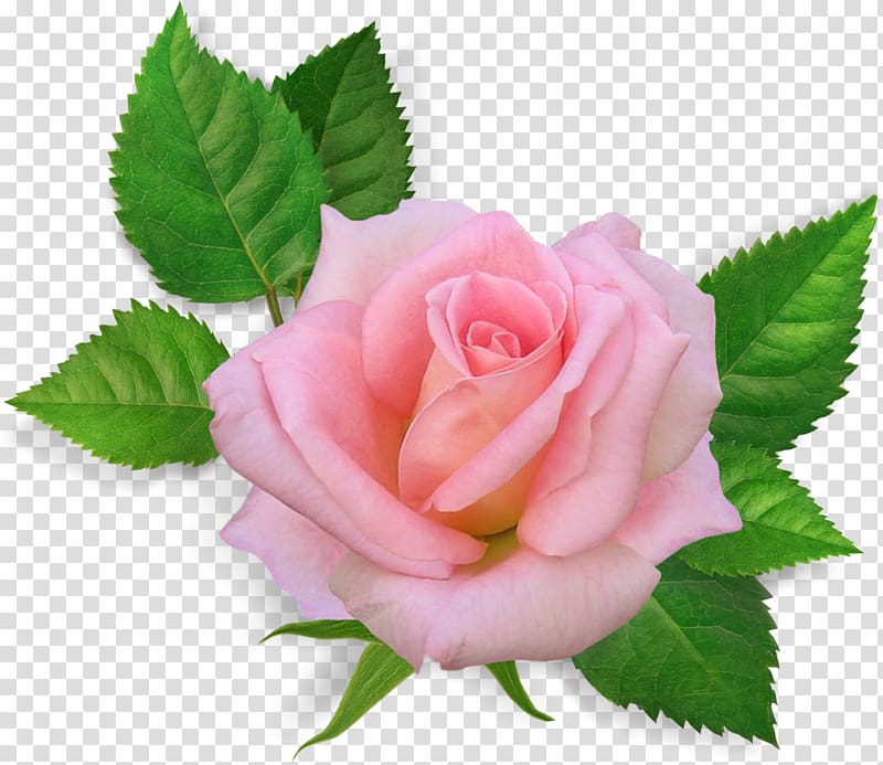 Rose Pink flowers , rose transparent background PNG clipart