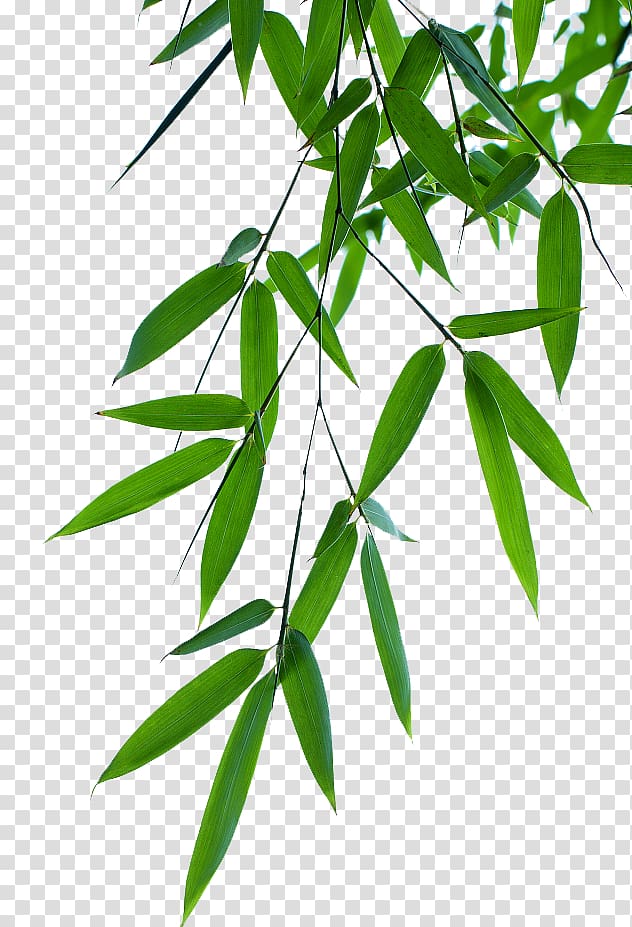 bamboo leaves effect transparent background PNG clipart
