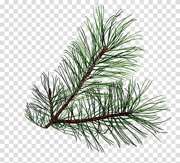 Branch Evergreen Pine Conifer cone , pine tree transparent background PNG clipart