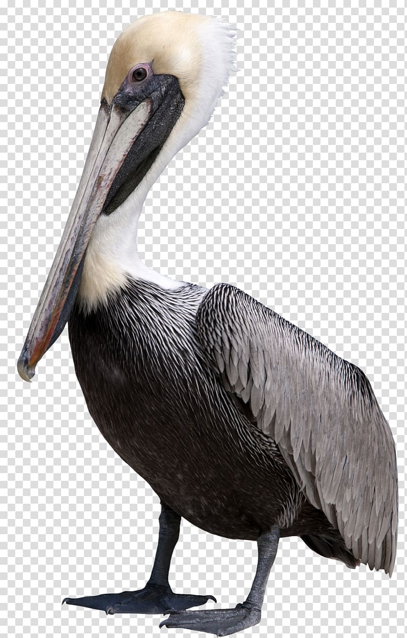Pelican Bird , gull transparent background PNG clipart