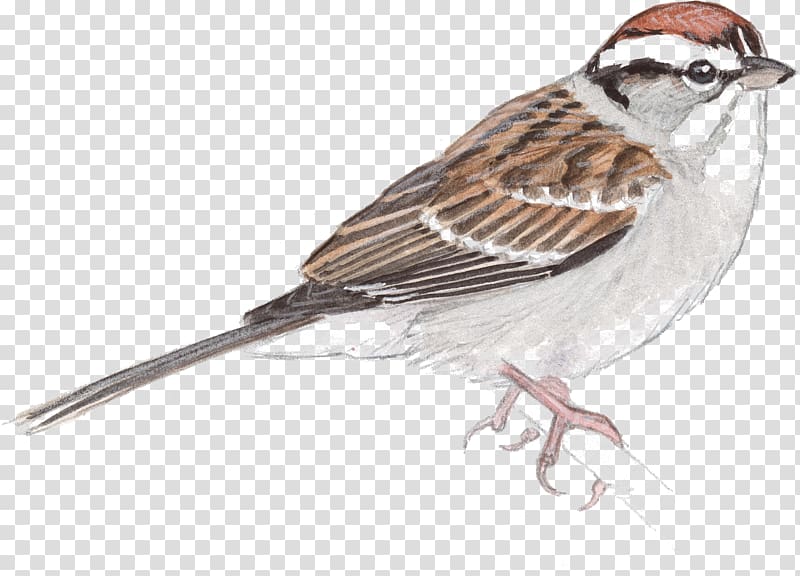 House Sparrow Bird Drawing Sketch, sparrow transparent background PNG clipart