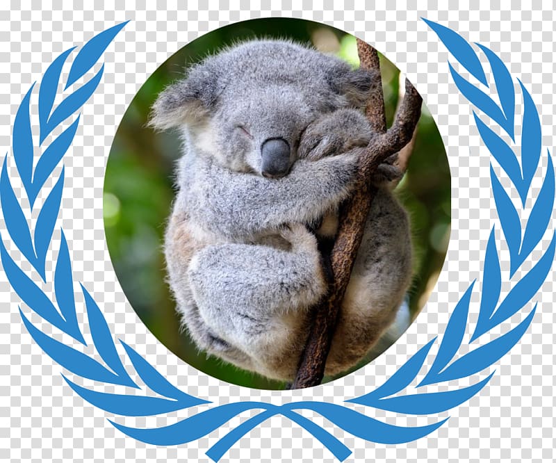 Model United Nations Flag of the United Nations Harvard International Relations Council Organization, koala transparent background PNG clipart