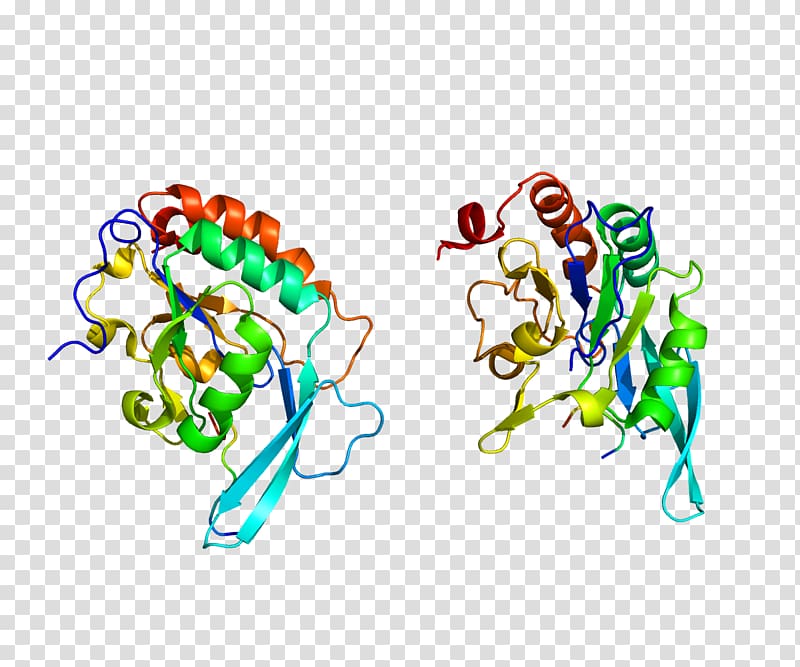 POLR2A RNA polymerase II SND1, others transparent background PNG clipart