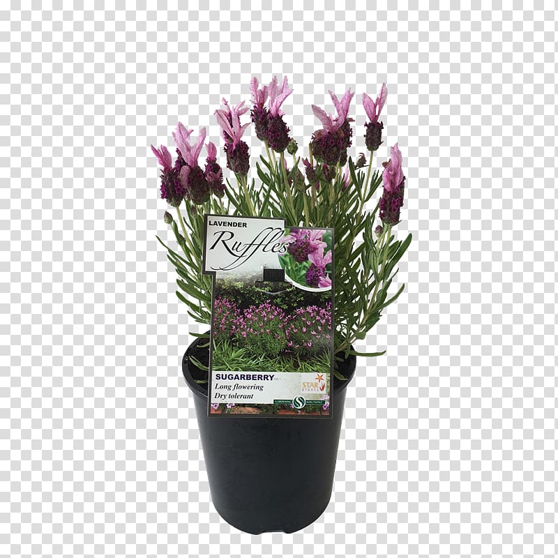 French lavender Flowerpot Cutting Violet, lavender plant transparent background PNG clipart