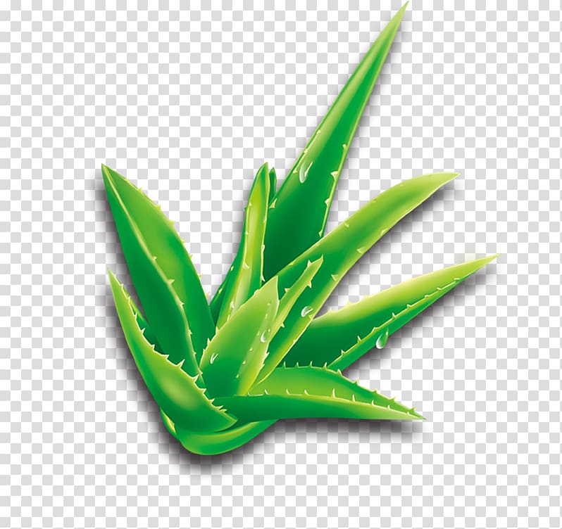 Aloe vera Cartoon Plant, Aloe transparent background PNG clipart
