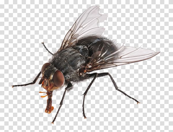Insect Housefly, insect transparent background PNG clipart