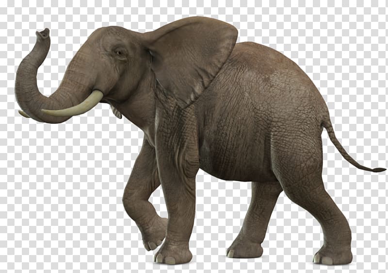 African bush elephant Elephantidae , lion transparent background PNG clipart