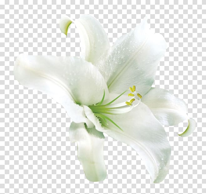 pretty white lily transparent background PNG clipart