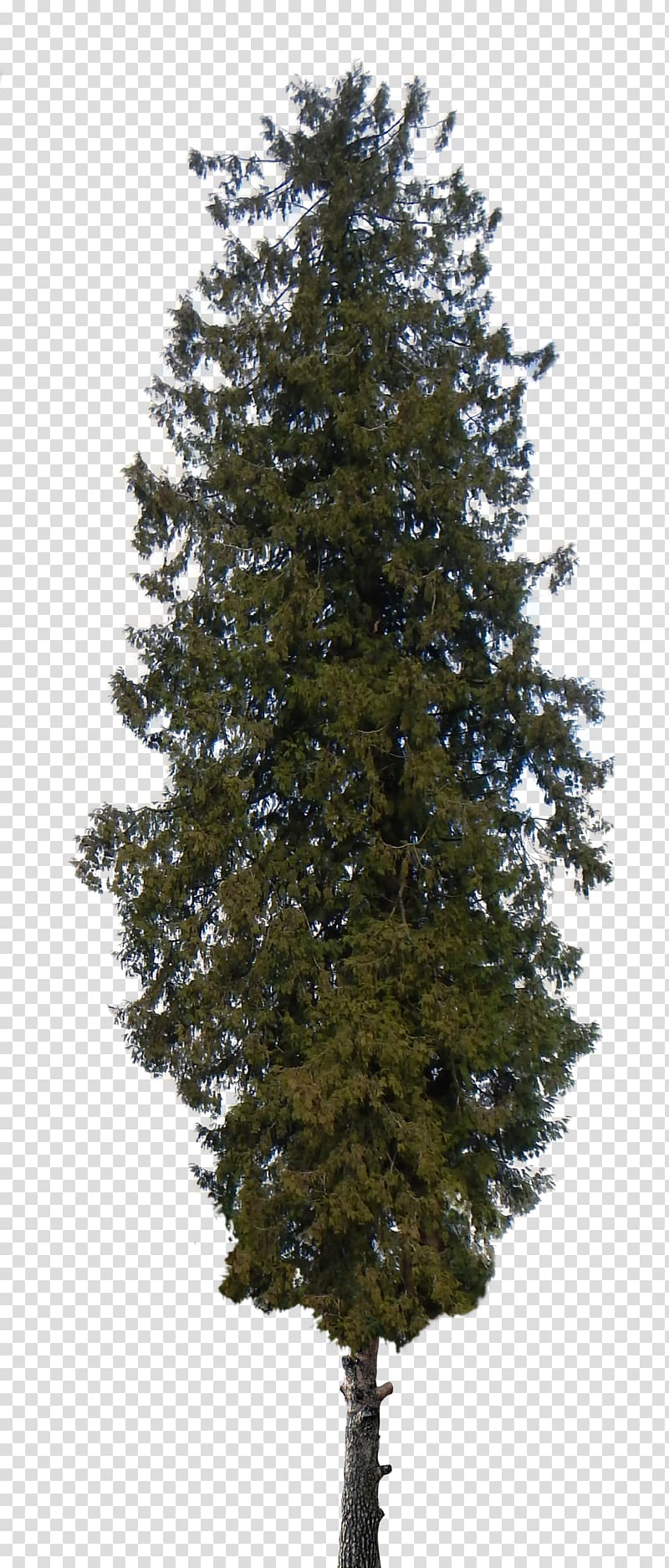 green leafed tree, Pine Tree Shrub Cedar , pine tree transparent background PNG clipart
