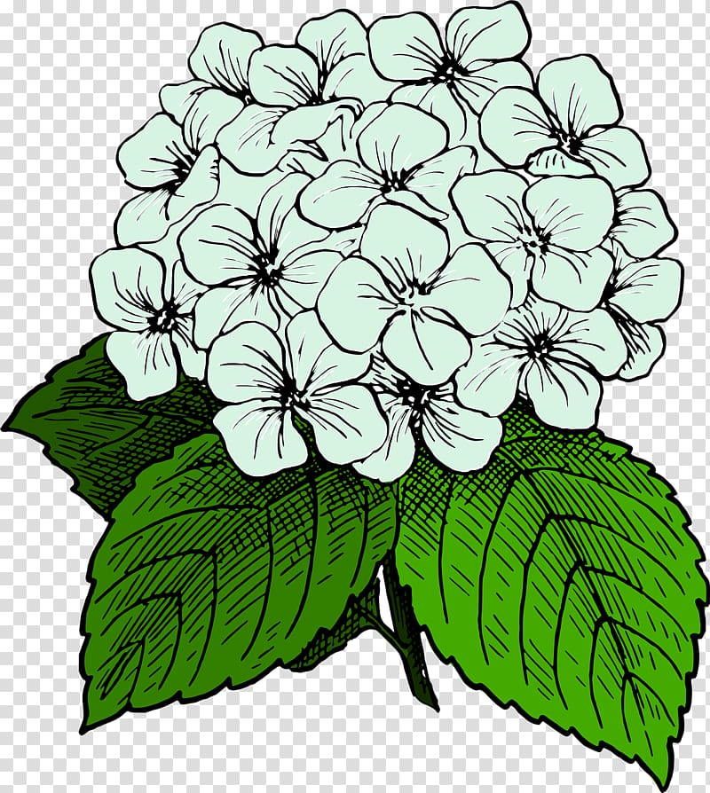 Open French hydrangea Graphics, Black And White flower transparent background PNG clipart