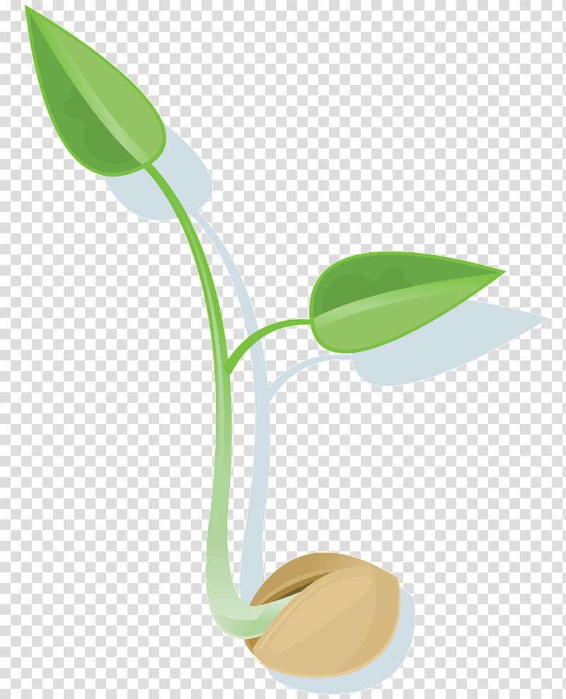 green plant illustration, Leaf Seed Germination Plant, seeds transparent background PNG clipart