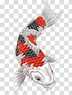 red, black, and gray koi fish , Fish Japanese Tattoo transparent background PNG clipart