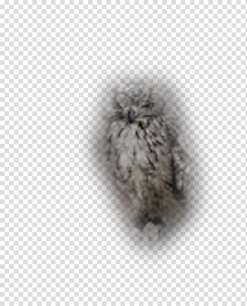 Fur White Animal, others transparent background PNG clipart