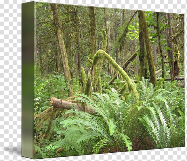 Tropical and subtropical coniferous forests Fern Temperate coniferous forest Rainforest Tropical and subtropical moist broadleaf forests, forest transparent background PNG clipart