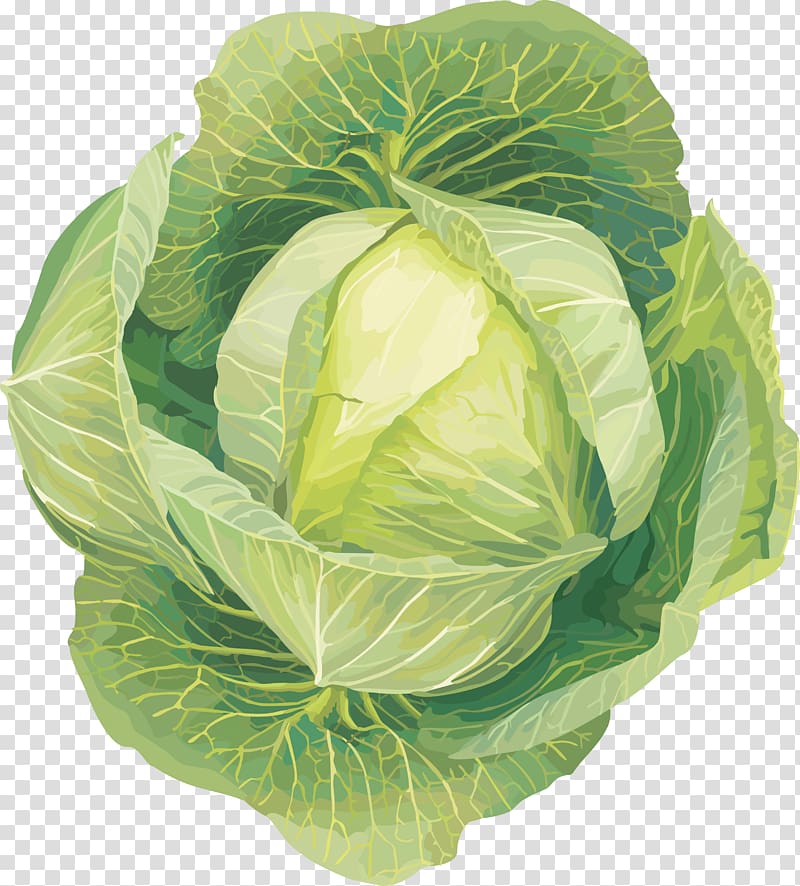 Savoy cabbage Cauliflower Kohlrabi , Cabbage transparent background PNG clipart