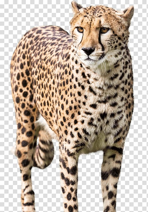National Zoo & Aquarium Cheetah Leopard, cheetah transparent background PNG clipart