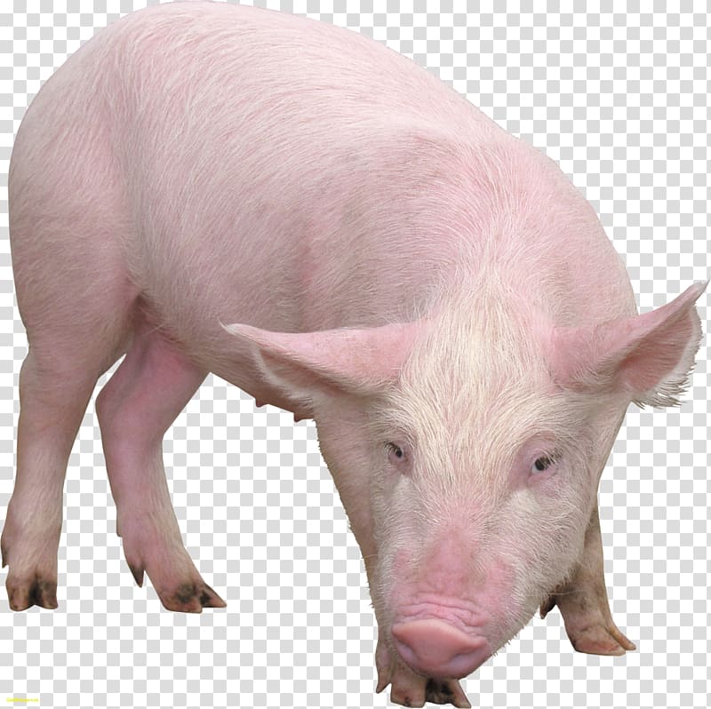 Pig Desktop , piglet transparent background PNG clipart