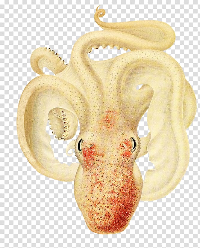 The Cephalopoda of the Hawaiian Islands Octopus Drawing, others transparent background PNG clipart
