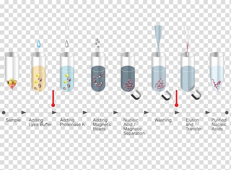 DNA extraction Nucleic acid RNA, purification transparent background PNG clipart