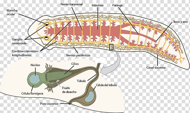 Nervous system Planarian Flatworm Excretory system Millipedes, anatomia humana transparent background PNG clipart