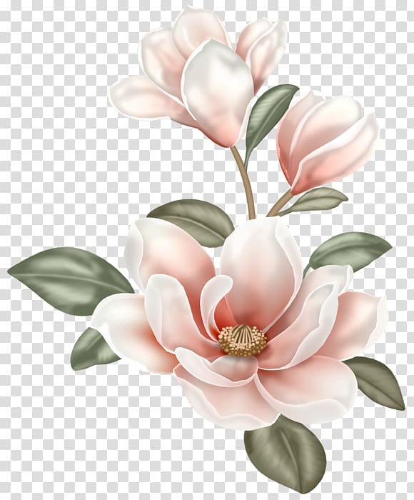 Magnolia Flower Painting , flower transparent background PNG clipart