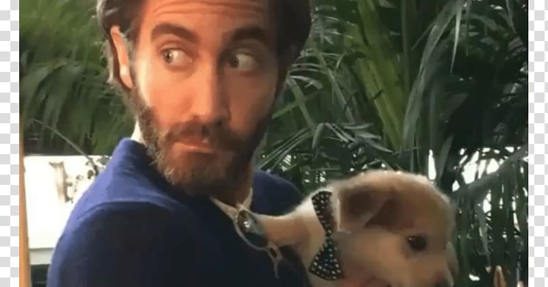 Jake Gyllenhaal 2017 Toronto International Film Festival Disobedience Dog, jake gyllenhaal transparent background PNG clipart