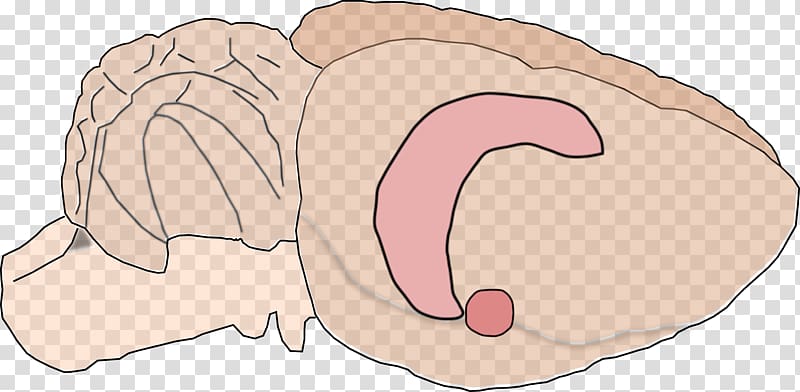 Rat Hippocampus anatomy Brain Amygdala, rat transparent background PNG clipart