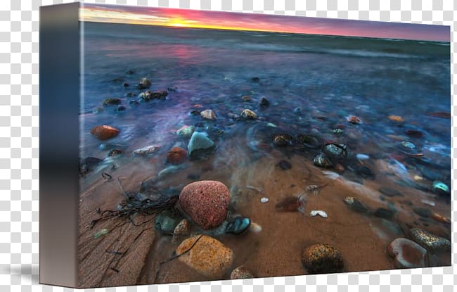 Sea Water Organism, beach sunset transparent background PNG clipart