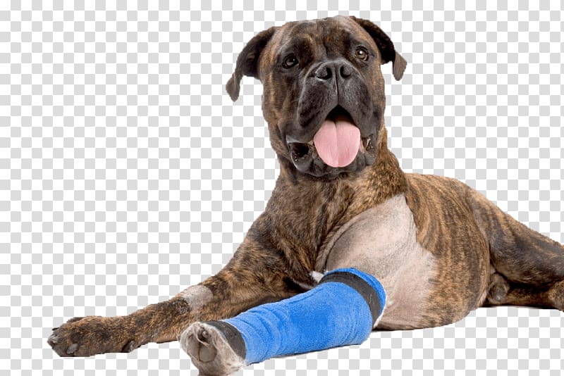 Dog Anterior cruciate ligament Puppy Pet Veterinarian, Dog transparent background PNG clipart