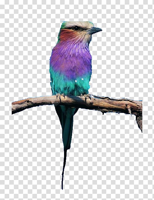 Bird Purple, Chest hair purple birds transparent background PNG clipart