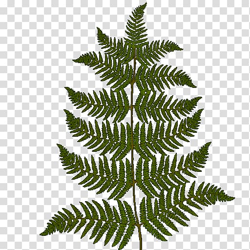 Fern Vascular plant, plant material transparent background PNG clipart