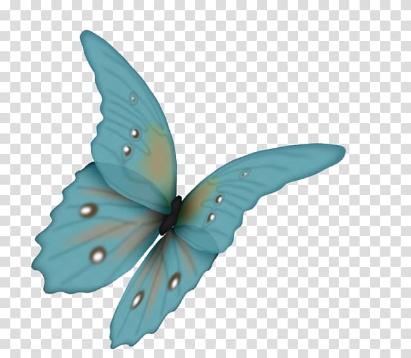 Butterfly , buterfly transparent background PNG clipart