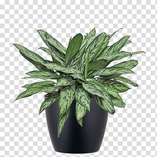Chinese evergreens Houseplant Philippine evergreen Flowerpot, plant transparent background PNG clipart