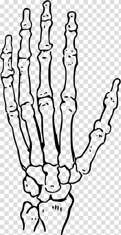 Skull Carpal bones Drawing Human skeleton, skull transparent background PNG clipart