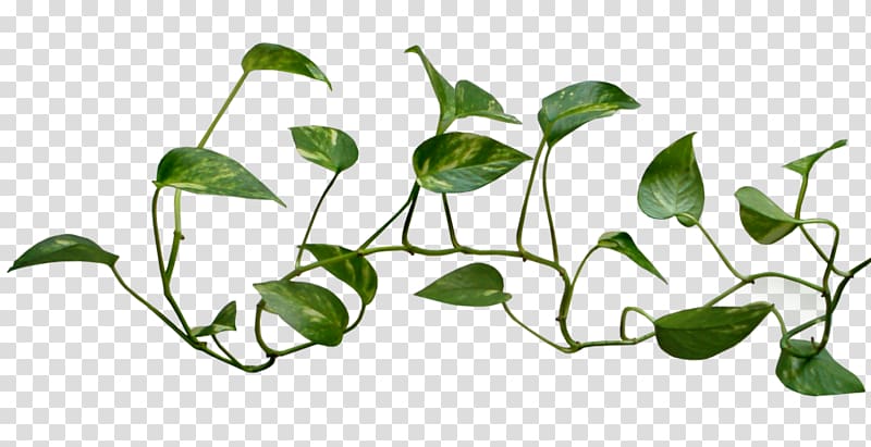 green leafed vine, Common ivy Vine Plant , Vine Logo transparent background PNG clipart