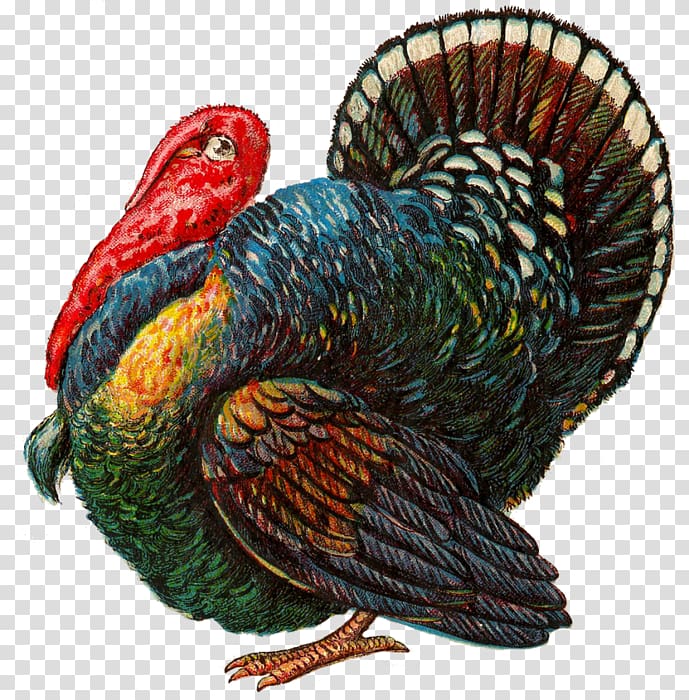 Turkey meat Thanksgiving Day , turkey bird transparent background PNG clipart