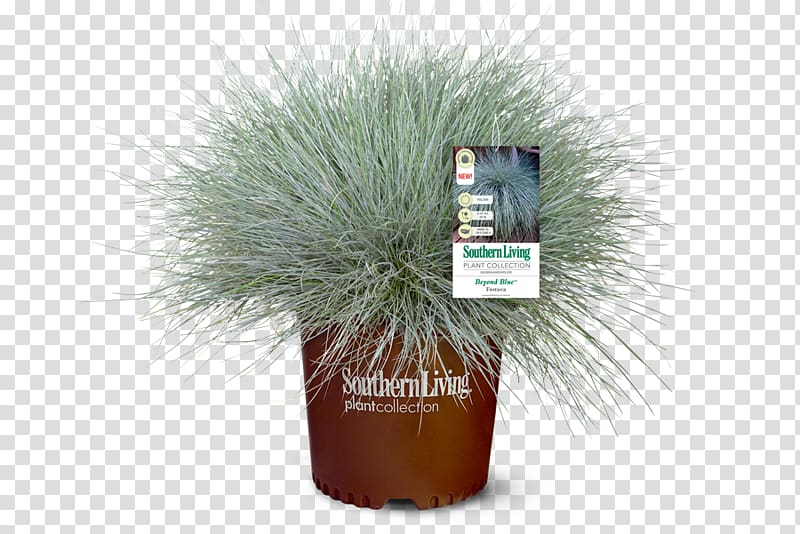 Festuca glauca Flowerpot Hydrangea Plant Family, colocasia transparent background PNG clipart