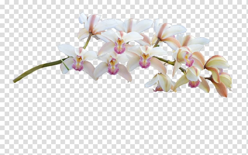 Moth orchids Cut flowers, plumeria transparent background PNG clipart