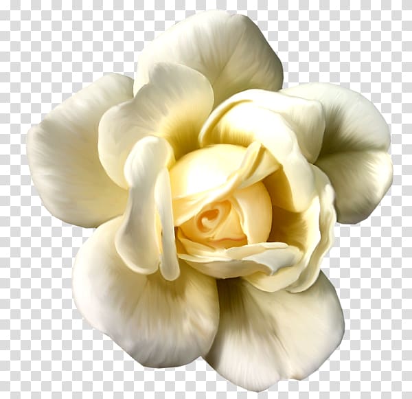 Quran Rose Flower Semolina pudding, White Rose transparent background PNG clipart