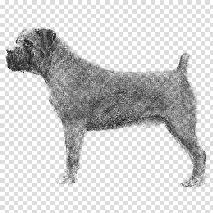 Miniature Schnauzer Standard Schnauzer Cesky Terrier Boerboel Entlebucher Mountain Dog, others transparent background PNG clipart