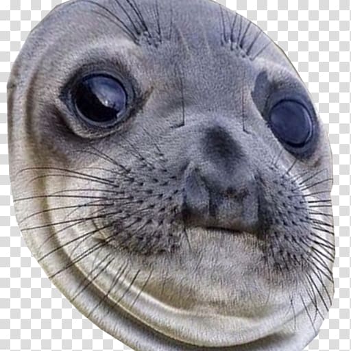 Meme Sea lion Harbor seal YouTube, meme transparent background PNG clipart
