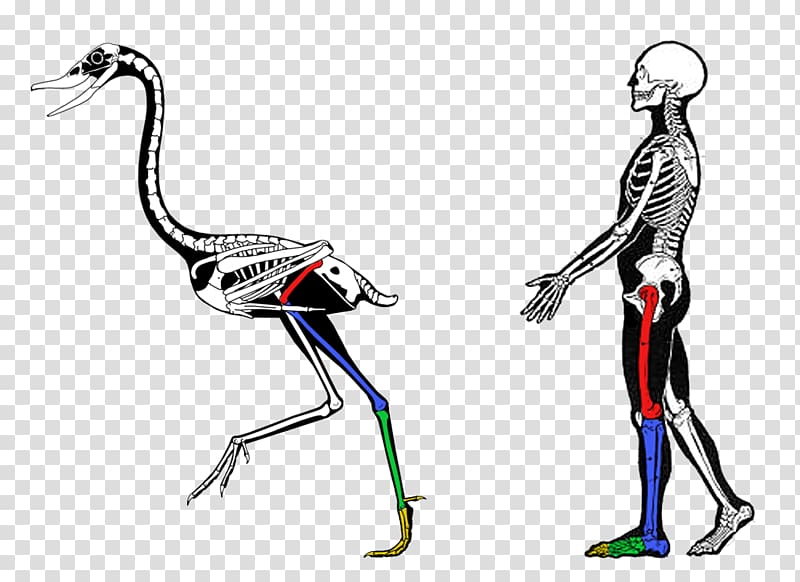 Comparative anatomy Vertebrate Biology Evidence of common descent, anatomy transparent background PNG clipart