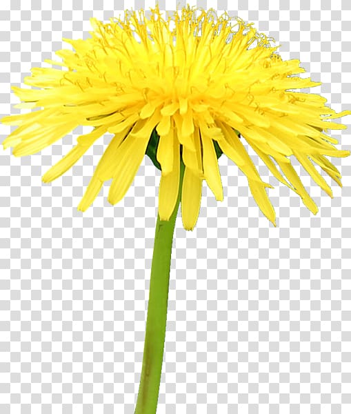 Bee Yellow Common Dandelion Insect Common sunflower, bee transparent background PNG clipart