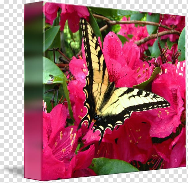 Flowering plant Pink M, glossy butterflys transparent background PNG clipart