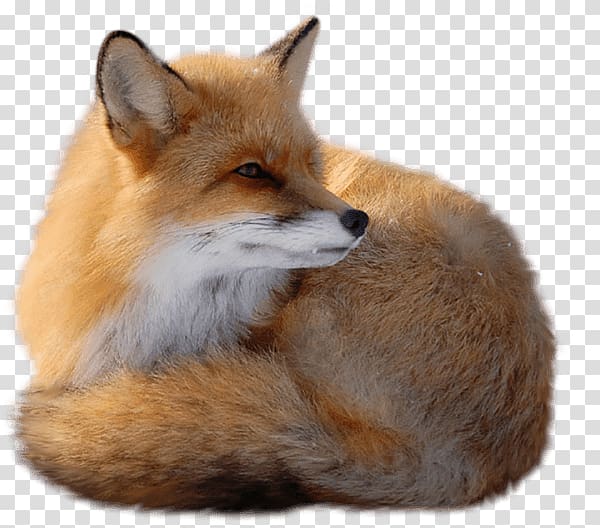 Sitting Fox transparent background PNG clipart