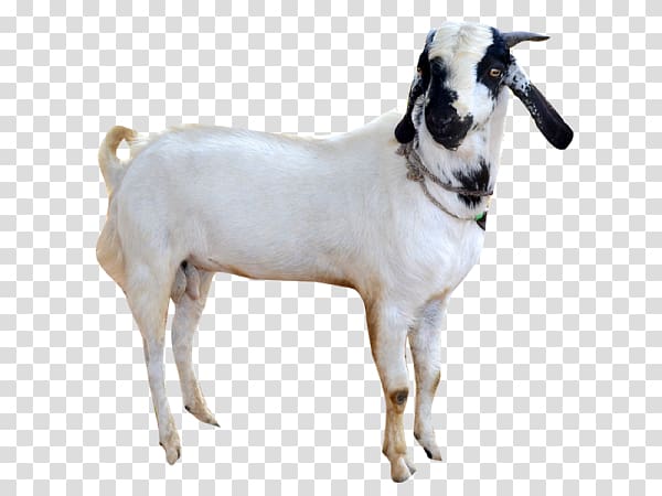 Goat Sheep Cattle Snout, goat transparent background PNG clipart