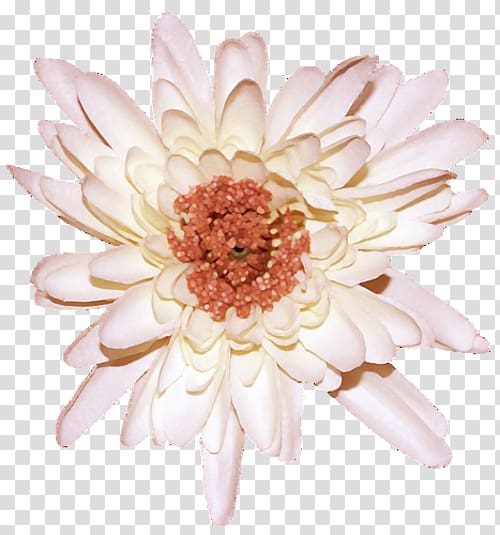 Transvaal daisy Chrysanthemum Cut flowers Floristry, chrysanthemum transparent background PNG clipart