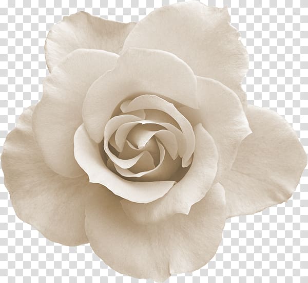 Flower Rose, White Rose transparent background PNG clipart
